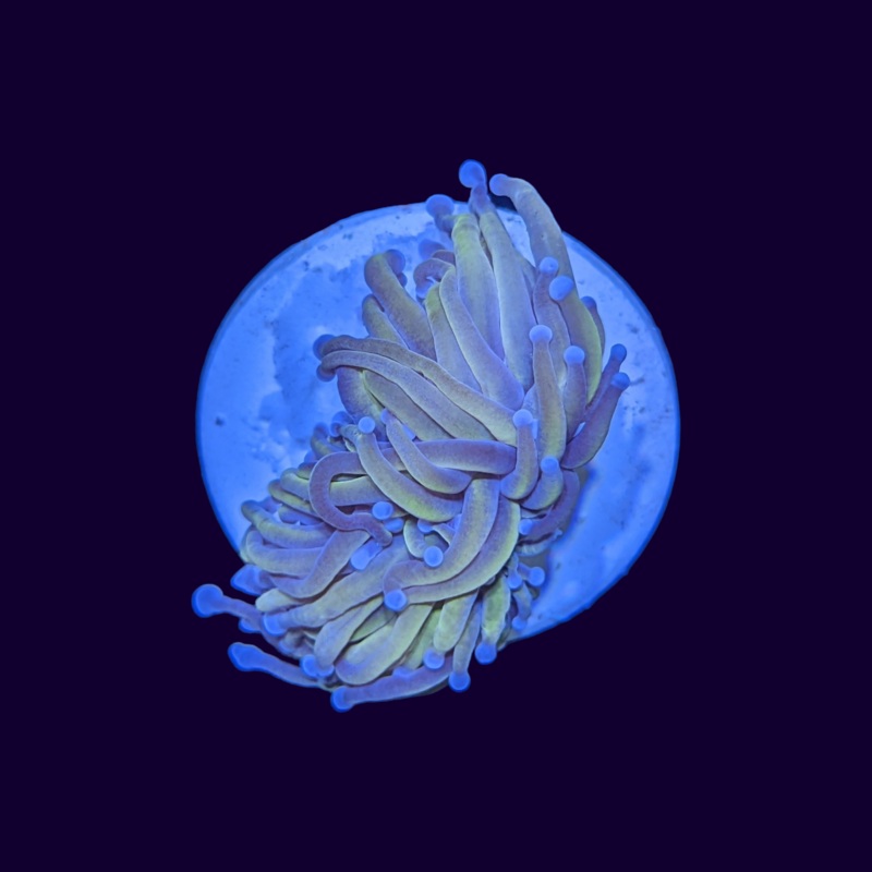 24k Golden Torch Frag 2 Head