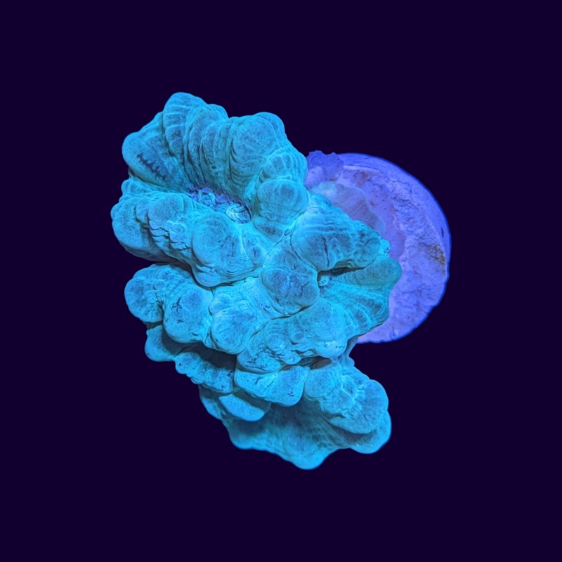 3 Head Blue-Green Candy Cane