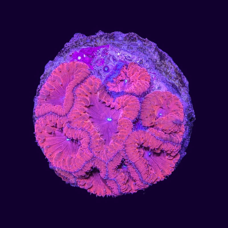 8 Head ultra Blastomussa Colony (Collection Only)