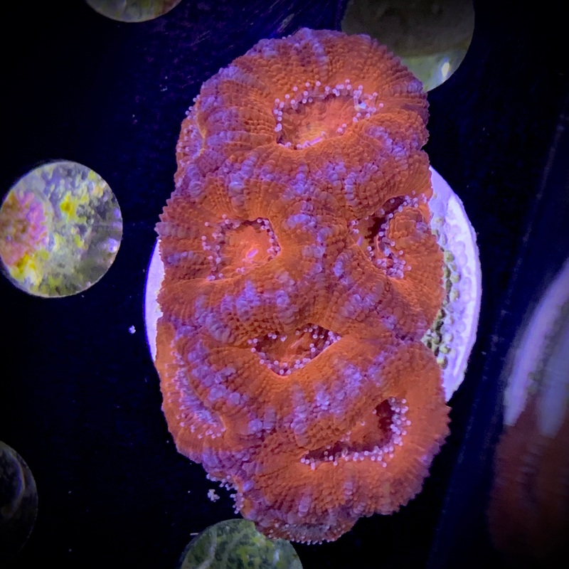 Acanthastrea Lordhowensi