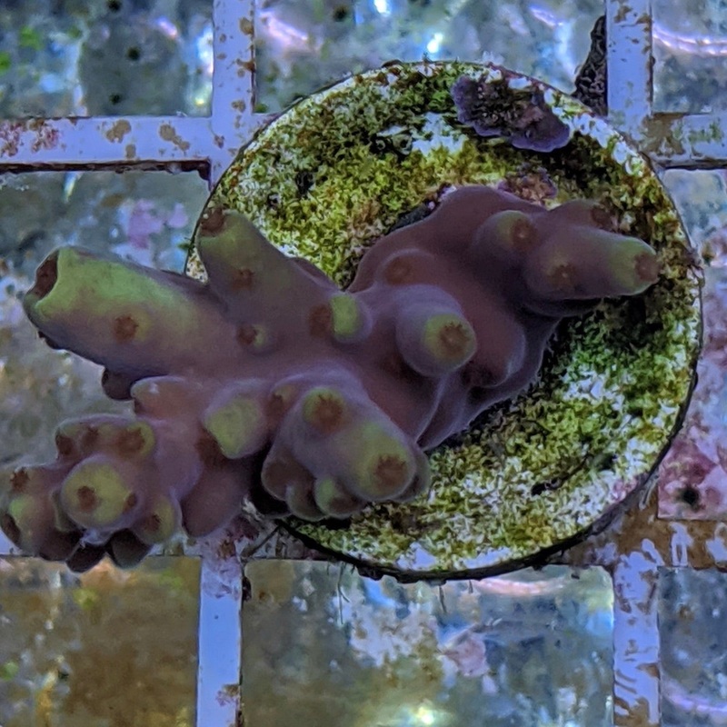 Acropora Tenuis