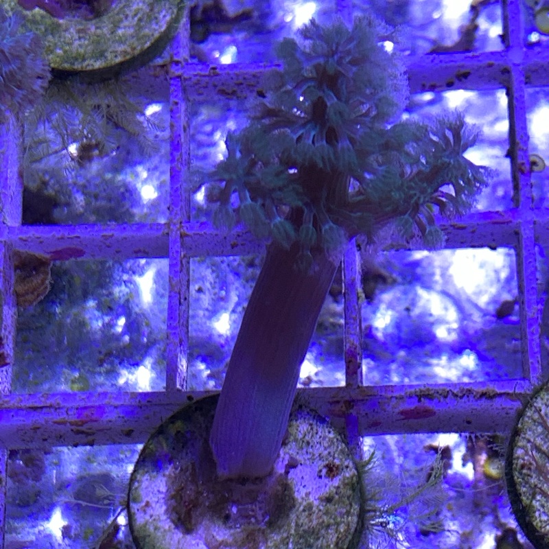 Aqua Capnella Leather Frag