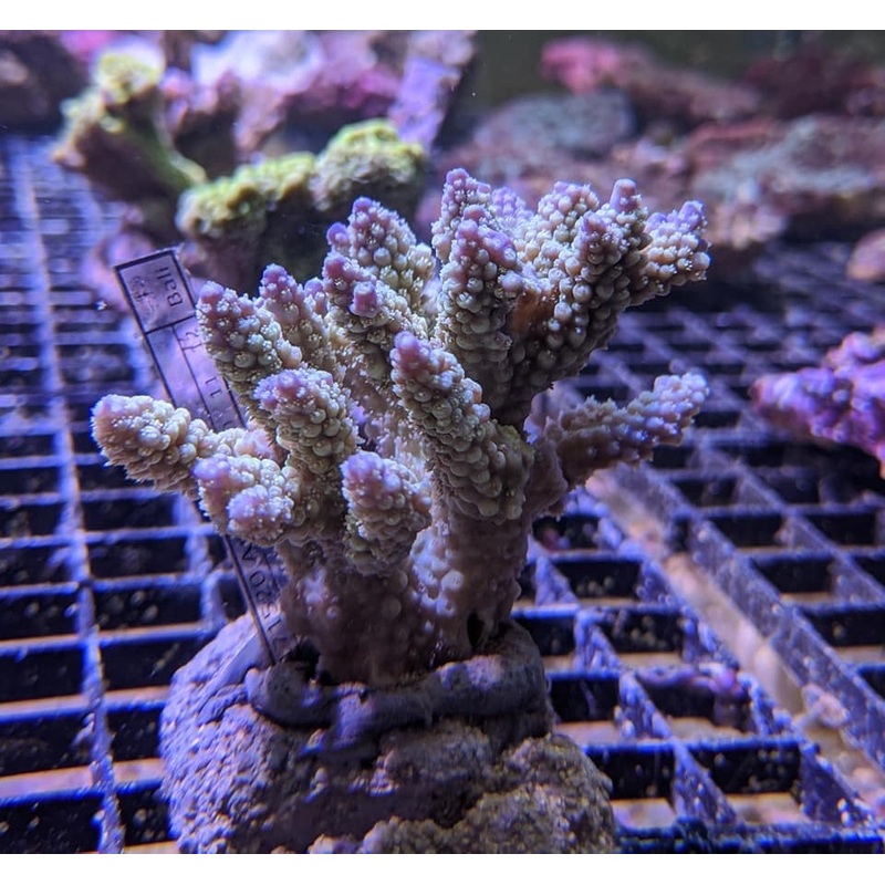 Bali Acropora