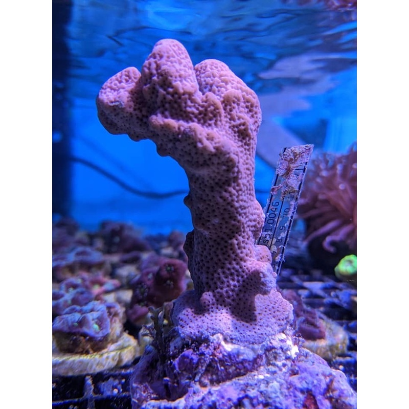 Bali Montipora