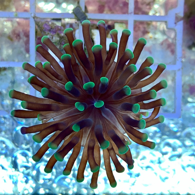 Branching Green Hammer Frag (Single Head)