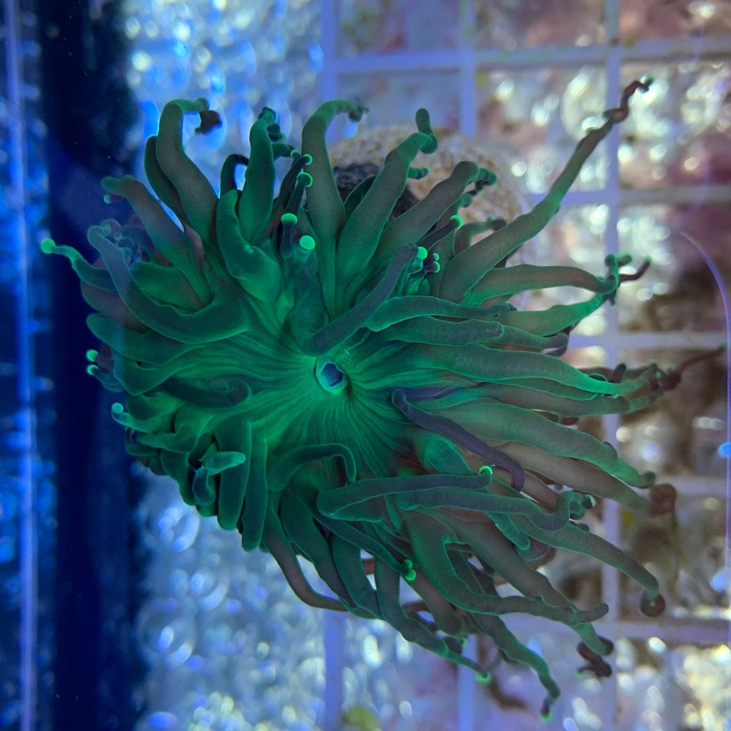 Branching Green Torch Frag (Single Head)