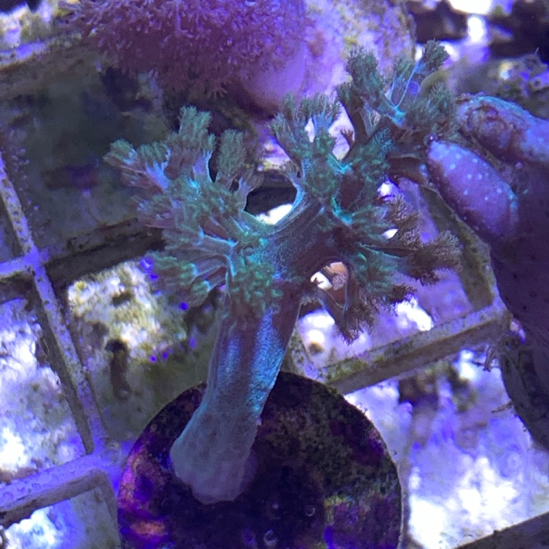 Capnella Leather Frag