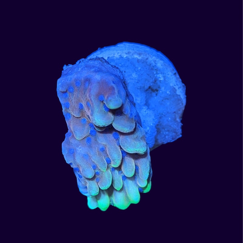 Crazy T Montipora