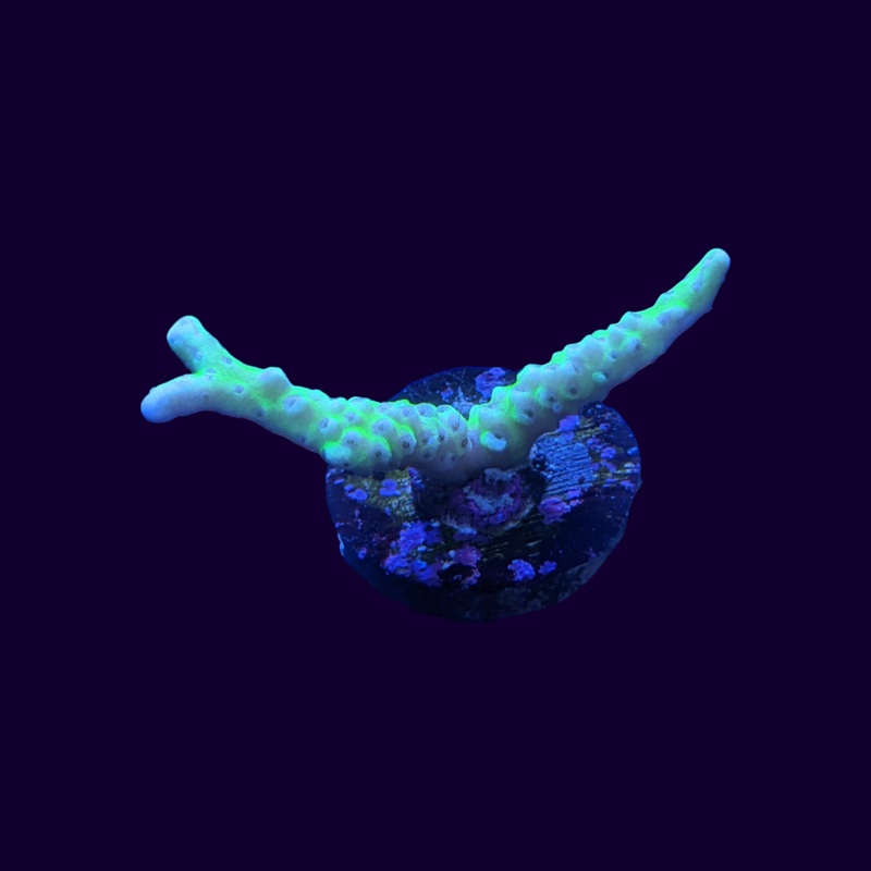 Electric Lemonade Anacropora Frag (UK Grown)