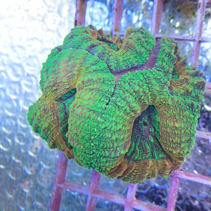 Green / Orange Lobophyllia