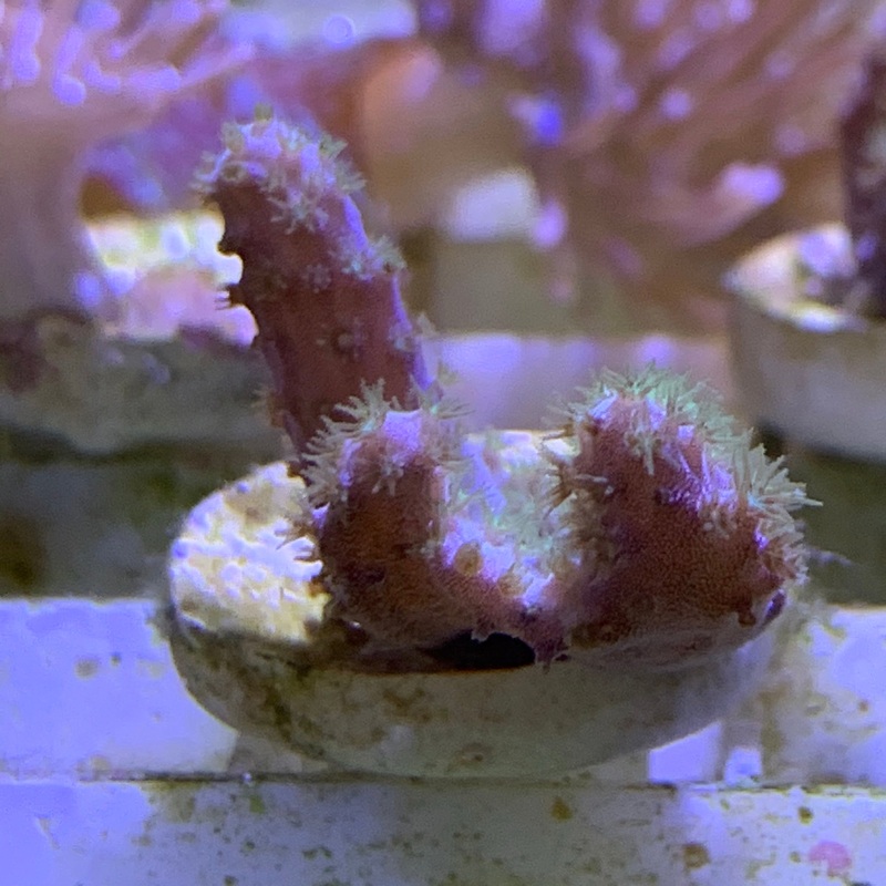 Green Polyp Cladiella Leather