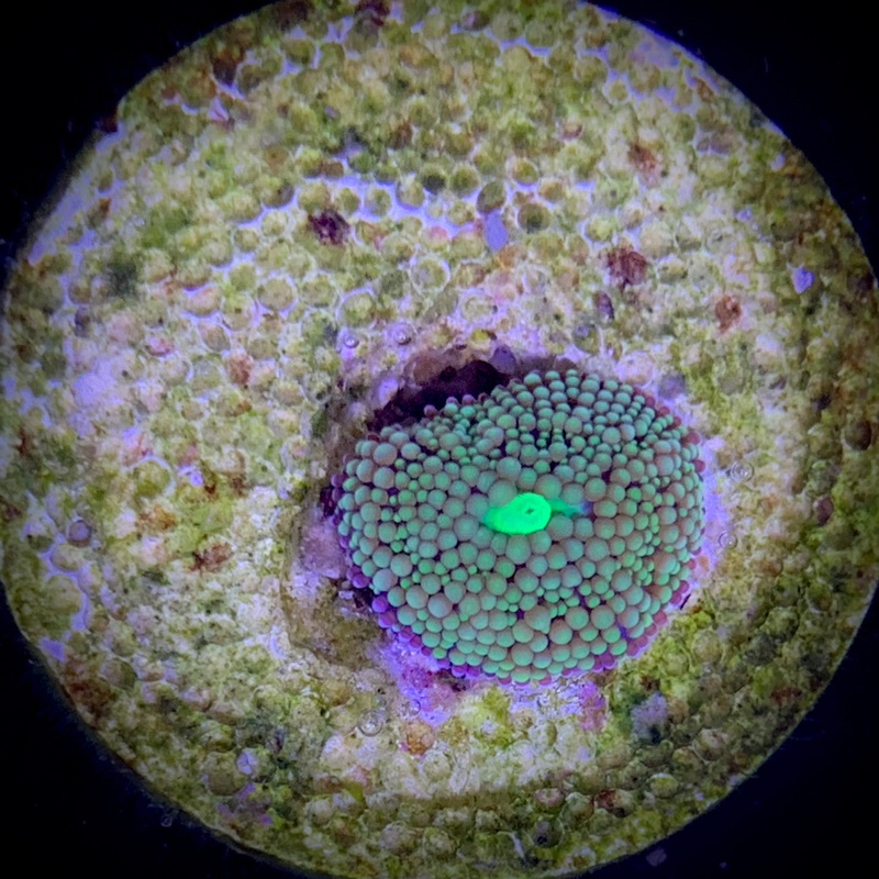 Green Ricordea Florida