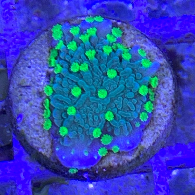 Hirsuta Montipora