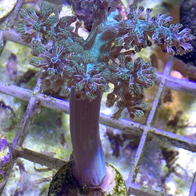 Large Capnella Leather Frag