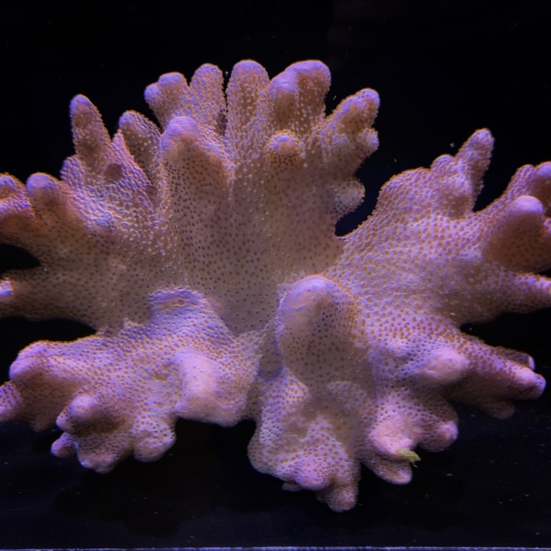 Large Sinularia Dura