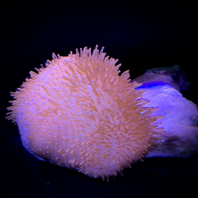 Large Toadstool