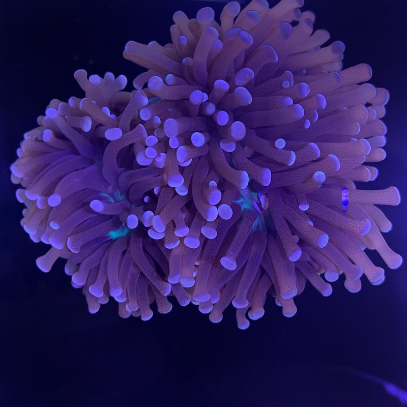 Large White Tip Torch Frag