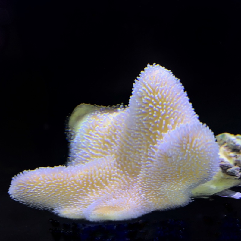 Large Yellow Sarcophyton
