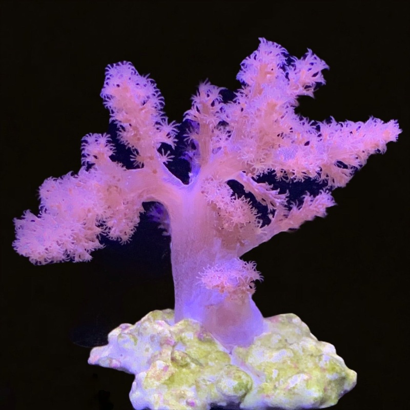 Litophyton Small Colony
