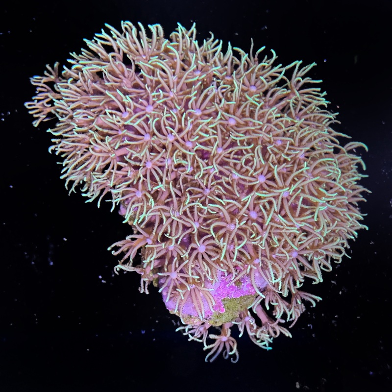 Mini Colony Star Polyps