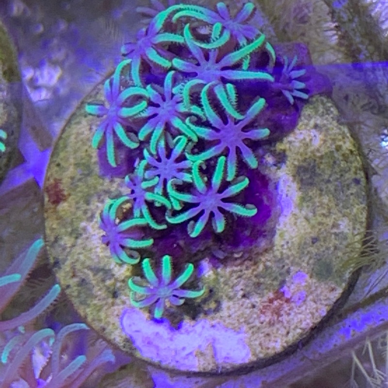Mini Pachyclavularia violacea Star Polyp (Standard Plug)