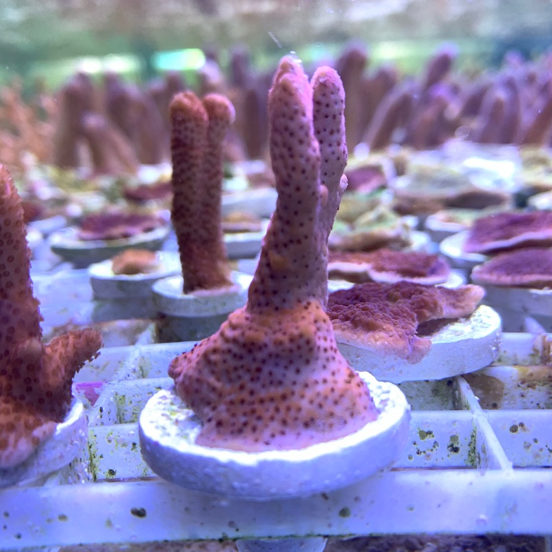 Montipora digitata