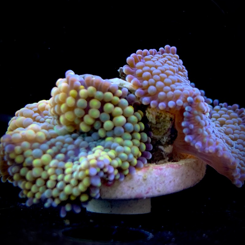 Multi Ricordea Florida