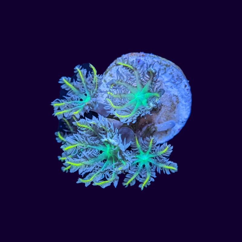 Orange Tip Green Centre Clove Polyps