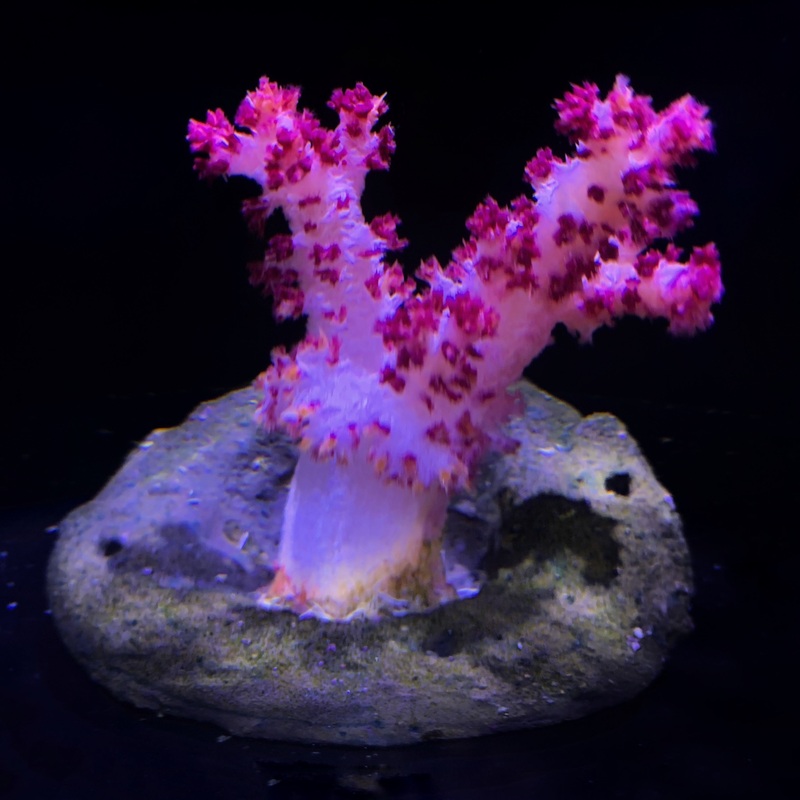 Pink Nepthea Litophyton Colony