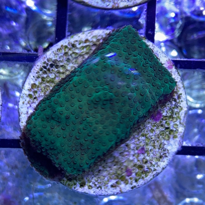 Plating Montipora
