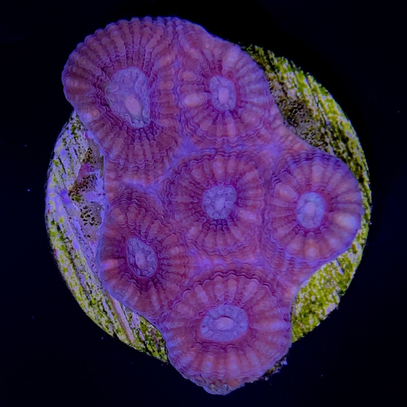 Plesiastrea