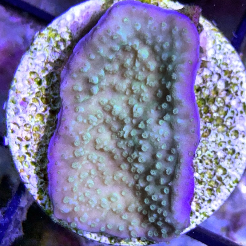 Purple Rim Green Plating Montipora