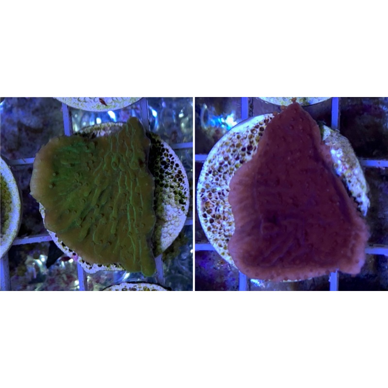 Red & Green plating Montipora Twin Pack