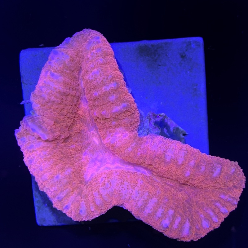 Red Lobophyllia