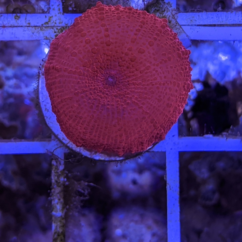 Red Mushroom