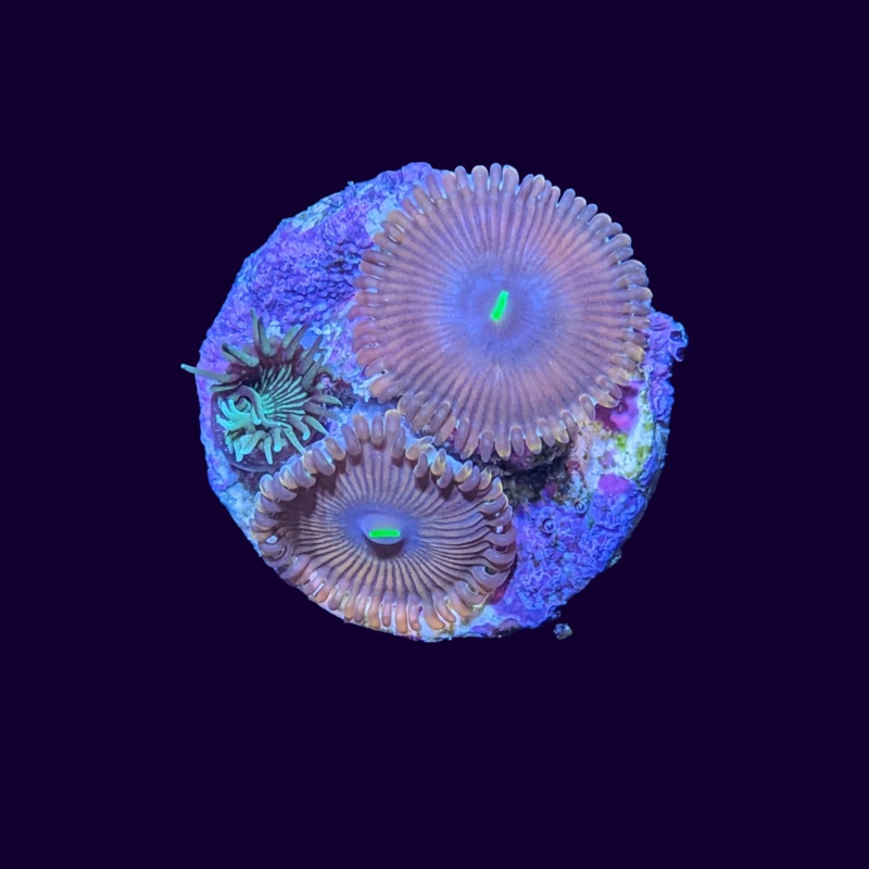 Red People Eater and Paly Mix Zoa Frag