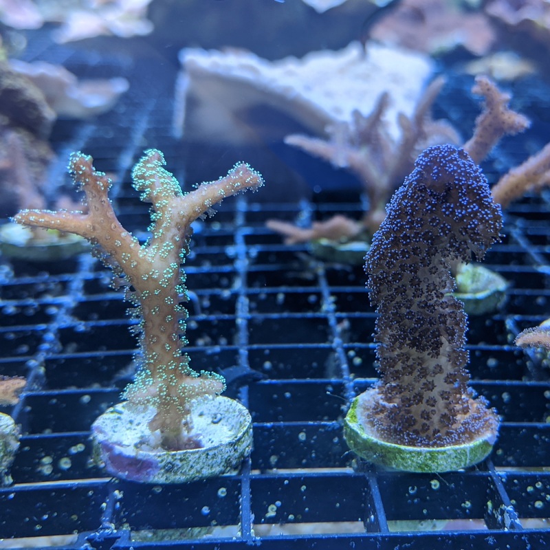Seriatopora & Stylophora Twin Pack