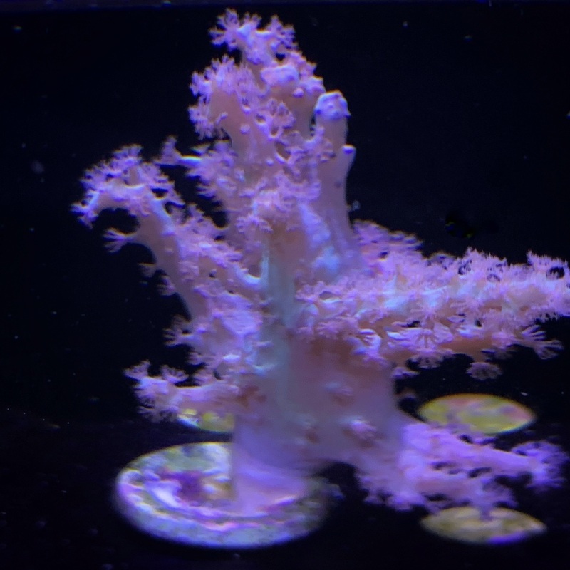 Sinularia frag