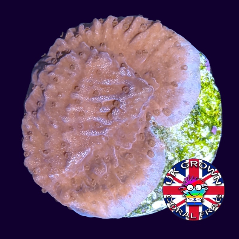 Small Red plating Montipora (UK Grown)