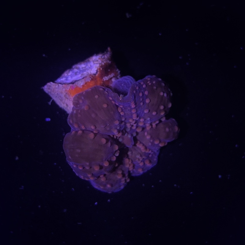 Spotted Mushroom