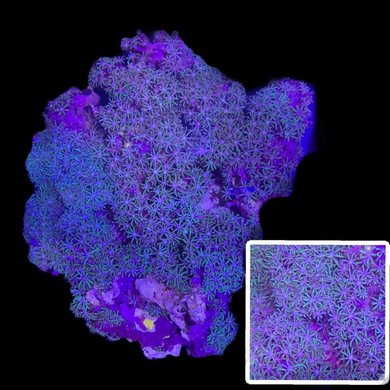 Star Polyp Colony