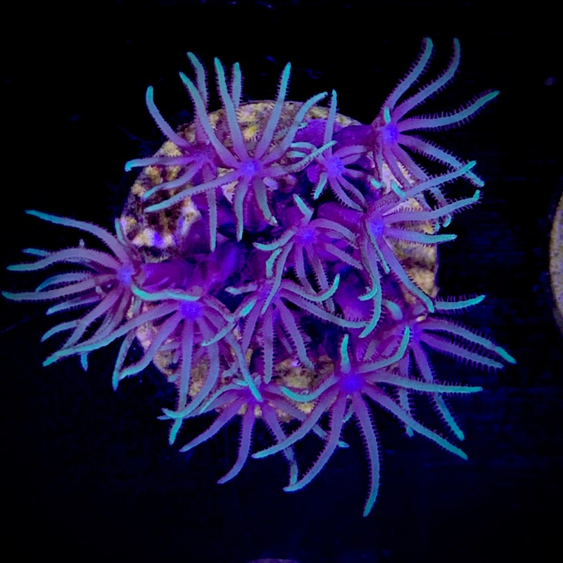 Star Polyps