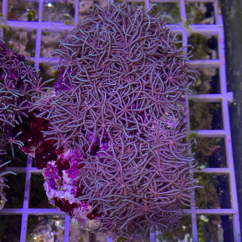 Star Polyps Colony