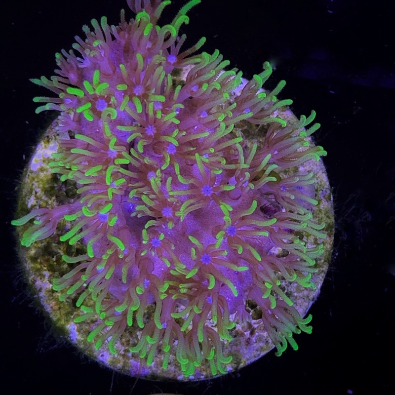 Star Polyps Large Plug