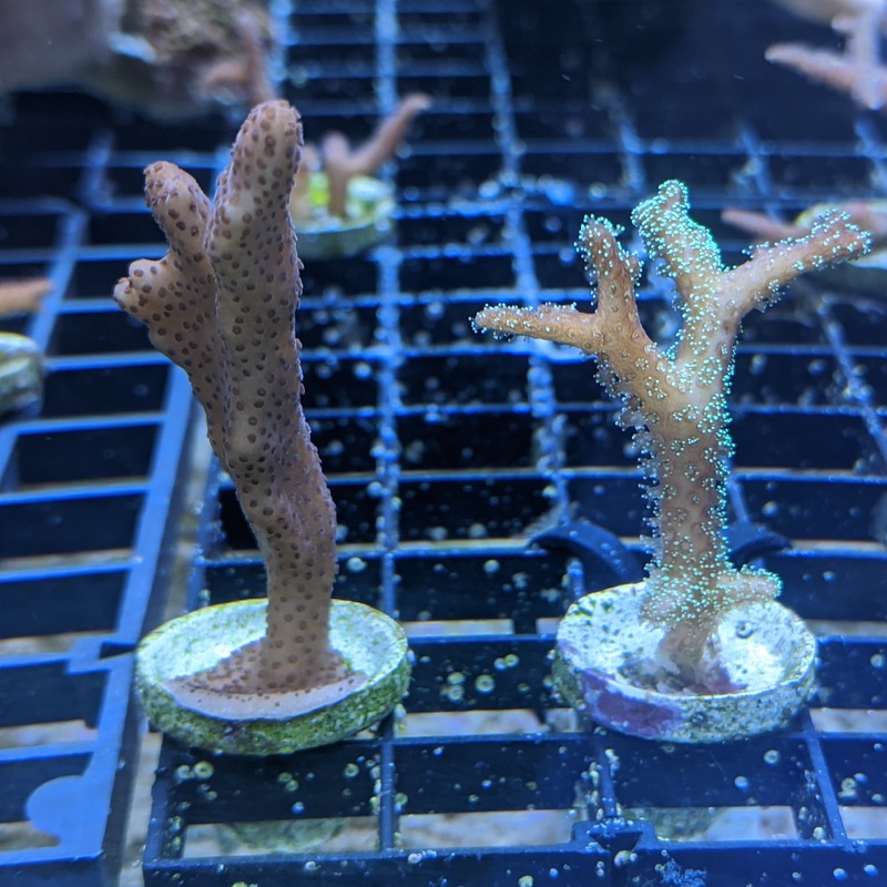 Tan Montipora Digitata & Seriatopora Twin Pack