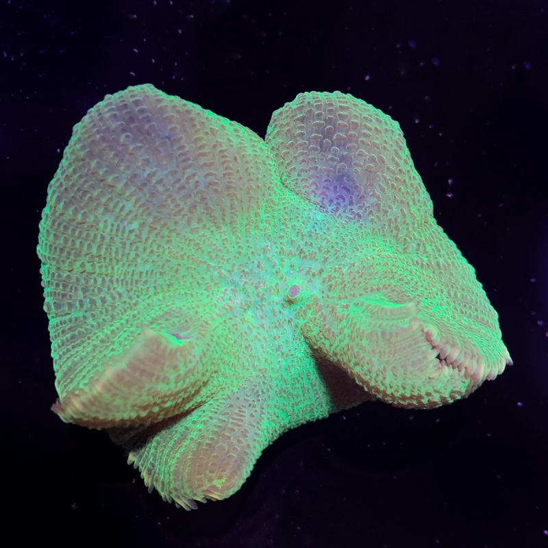 XL green Mushroom