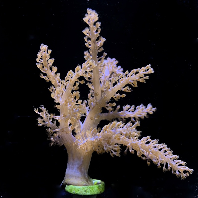 XL Kenya Tree Frag
