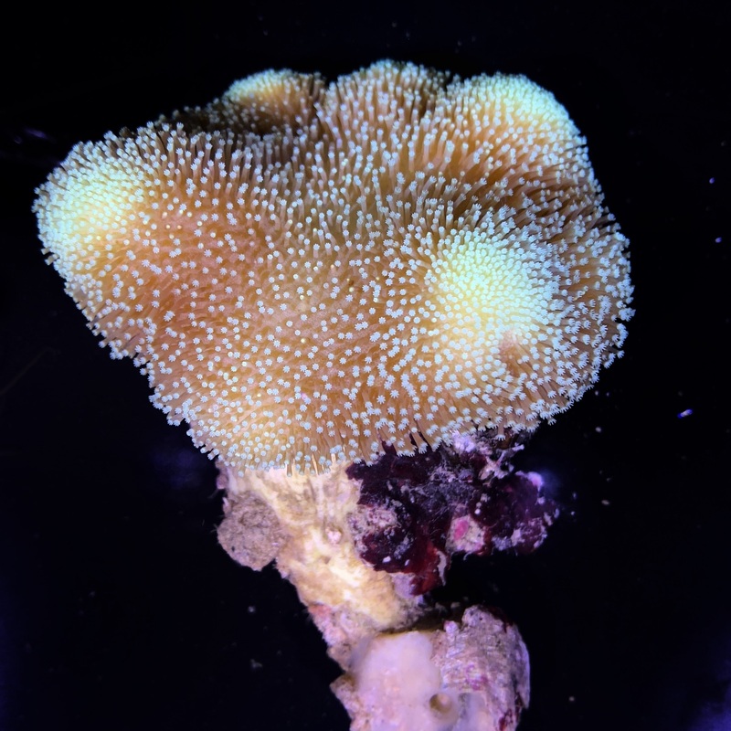 XL Sarcophyton Ehrenbergi