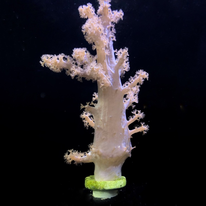 XL Sinularia frag