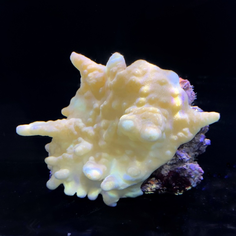 Yellow Lobophytum Colony